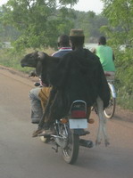 Mouton à deux roues