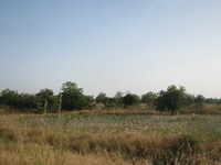 Champ de coton