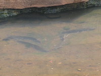 Poissons sacrés