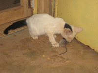 Chat et souris