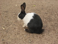 Lapin mâle