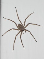Pour arachnophile